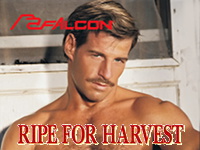 Ripe for Harvest Falcon Studios